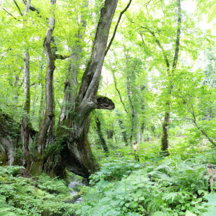 自然にいだかれ、心安らぐ癒しの森。